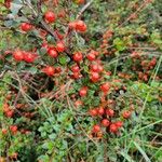 Cotoneaster horizontalisПлод