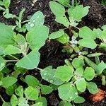 Chenopodium quinoa Лист