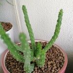 Euphorbia caput-medusae Ліст