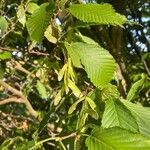 Acer carpinifolium Fruit