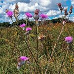 Cirsium muticum Elinympäristö