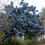 Ceanothus arboreus Hábito