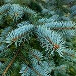 Picea pungens Leaf