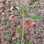 Hermannia kirkii Flower