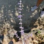 Perovskia atriplicifolia Fleur