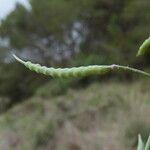 Brassica fruticulosa Fruit