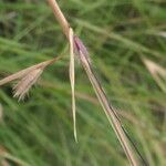Themeda triandra Likasa