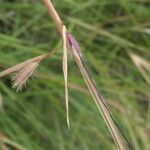 Themeda triandra Лист