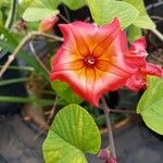 Stictocardia tiliifolia Flower