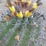 Ferocactus herrerae Hostoa