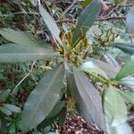 Rhododendron ponticum Blatt