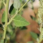 Chenopodium berlandieri List