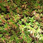 Ludwigia palustris Flower