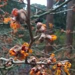 Hamamelis × intermedia Çiçek