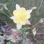 Aquilegia chrysantha Blüte