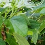 Bauhinia divaricata Virág