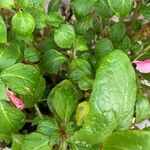 Impatiens hawkeri Leaf