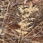 Eragrostis cilianensis Blodyn