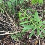 Globularia salicina Leaf