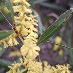 Acacia longifoliaFlower