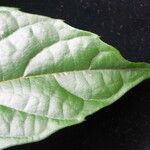 Meliosma occidentalis Leaf