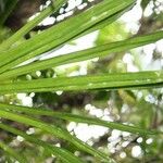Pandanus purpurascens Hoja