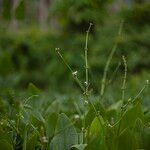 Caldesia parnassifolia Habit