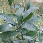 Magnolia yunnanensis List