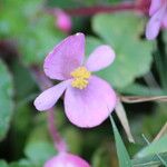 Begonia fischeri Кветка