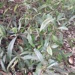 Barleria lupulina Habit