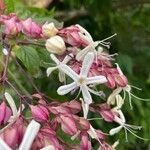 Clerodendron trichotomum