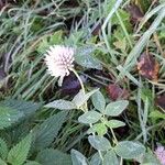 Trifolium pratenseКвітка