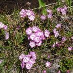 Kalmia polifolia Habitus