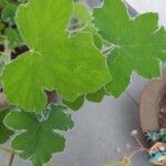 Pelargonium tomentosumBlad