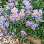 Symphyotrichum novi-belgii Habit