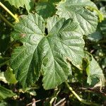 Humulus lupulus Feuille