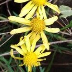 Senecio inaequidensफूल