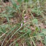 Hemipilia cucullata Blüte