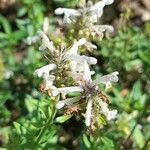 Nepeta podostachys