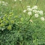 Heracleum sphondyliumVirág