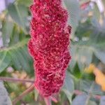 Rhus typhina Floare