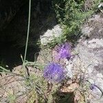 Muscari matritense Квітка