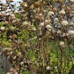 Physocarpus capitatus Flower