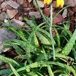 Aloe sinkatana ശീലം