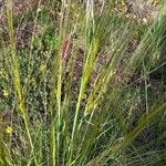 Stipellula capensis Deilen