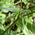 Ranunculus polyanthemos Fuelha