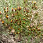 Dyssodia papposa Habit