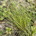 Cyperus subsquarrosus 整株植物