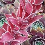 Sempervivum tectorum چھال