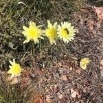 Malacothrix glabrata Flower